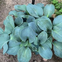 Hosta Silver Bullet 3 Inch Pot Size Starter Plant New Fast Shipping - £25.12 GBP