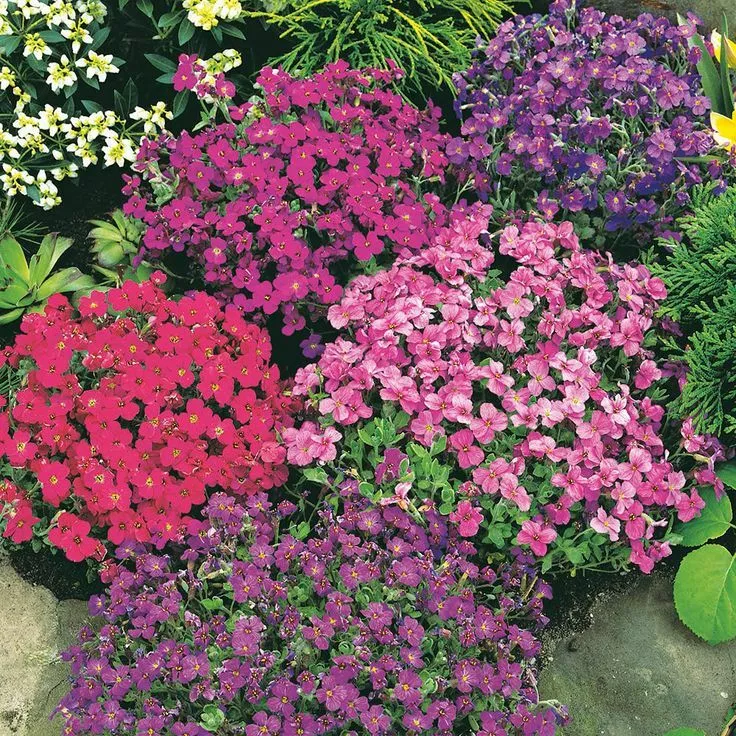 80 Seeds Aubrieta Royal Mix Rock Cress Perennial Deer Resistant Flower - £7.78 GBP