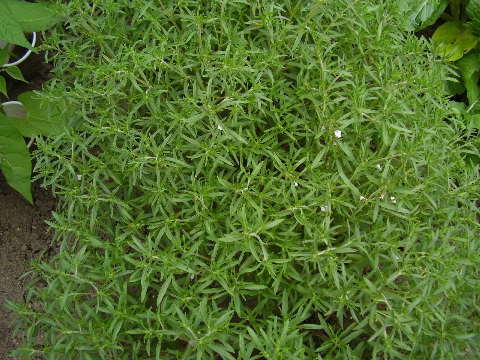 Savory, Summer Savory Herb, 500 Seeds - £4.76 GBP