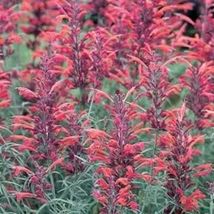 30 Seeds Red Agastache &#39;heather Queen&#39; Hummingbrid Mint Hyssop Flower Herb - £13.45 GBP