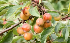 Garden Store 25 White Star Crabapple Seeds FROM USA  - £7.41 GBP