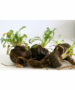 50 Black Maca Peruvian Ginseng Maka Lepidium Meyenii Syn Peruvianum Herb... - $14.10