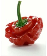 JGBOS Sell 20 Jamaican Red Mushroom Pepper Seeds ~ Heirloomseedguy ~ 202... - $9.00