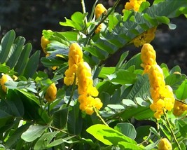 Cassia Alata (Candlestick Shower Tree) 20 seeds - £1.14 GBP