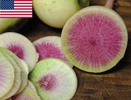 250 Radish Seeds Watermelon Seeds USA Fast Shipping - £13.04 GBP