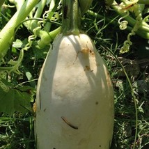 7 Mexican White Squash Seeds Fresh Seeds Fast Shipping - £12.73 GBP