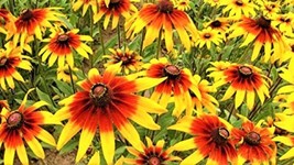 Gloriosa Daisy Seeds 1000 Seeds 4 Get From US - $8.35