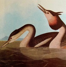 Great Crested Grebe Bird 1946 Color Art Print John James Audubon Nature DWV2K - £22.42 GBP