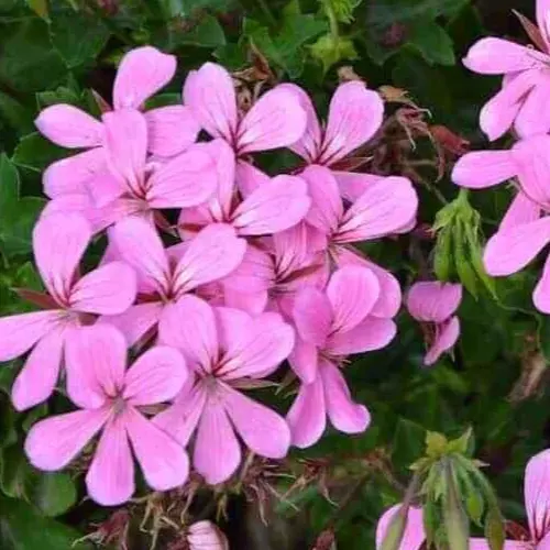 Pelargonium Peltatum Ivy Geranium ~ LAVENDER PINK ~(3)6” Unrooted Plant ... - £23.96 GBP