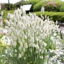 200 Seeds Ovatus Grass Bunny Tails Grass Tropical Ornamental Plants - $10.65