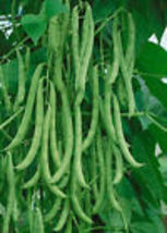 Kentucky Wonder Pole Bean Seeds Chinese Four Seasons Pole Green Bean 15+... - $9.89