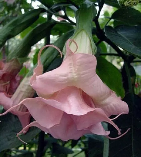 Fresh New 10 Double Light Pink Angel Trumpet Seeds Flower Fragrant Flowers - £10.22 GBP