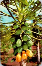Postcard Hawaii Papaia Tree Breakfast Fruit  5.5 x 3.5 ins. - £4.67 GBP