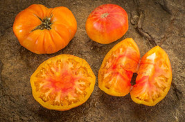 50 + seeds Nature&#39;s Riddle Tomato Tomatoe Vegetable Garden Edible Canning From U - £6.91 GBP