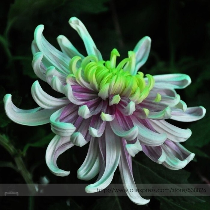 Green Blue Purple Chrysanthemum Flower Seeds - $7.99