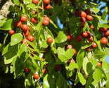 10 Jujube Fruit Tree Seeds Chinese Date Fruit Loaded With Nutrition Supe... - $8.99