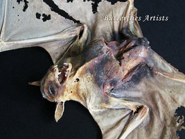 Zombie Vampire Wolf Faced Real Bat Eonycteris Spelaea Framed Taxidermy Shadowbox - £150.27 GBP