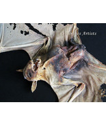 Zombie Vampire Wolf Faced Real Bat Eonycteris Spelaea Framed Taxidermy S... - $258.07 CAD