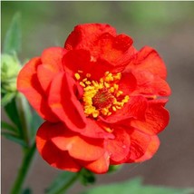 Geum (Geum Chiloense) Mrs Bradshaw - 25 Seeds USA SELLER - $8.38