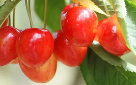 10 Bigarreau Cherry Seeds Planting USA Gardening - $7.96