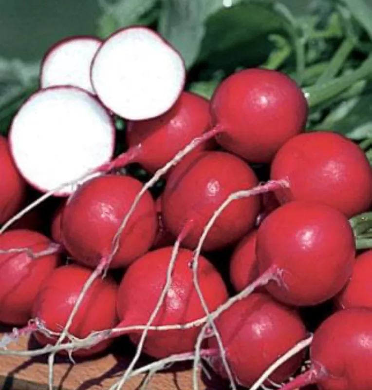 German Giant Radish Seeds Heirloom Organic - £2.95 GBP