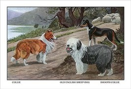 Collie, Old English Sheep Dog, Smooth Collie by Louis Agassil Fuertes - Art Prin - £17.51 GBP+