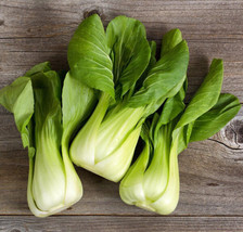 Canton Pak Choi Chinese Cabbage Organic 100 Seeds USA Seller Garden Fresh - £6.34 GBP