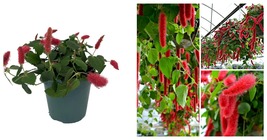 TOP SELLER Acalypha Chenille Firetail Plant - Cat Tails Plant - 4" Pot - $44.93