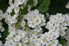 Snowmound Spirea quart pot - £5.50 GBP