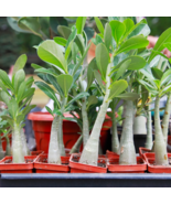 Adenium socotranum 100 PCS Seeds - $25.72