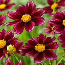 50 Coreopsis Rising Sun Flower Bi-Color Re-Seeding Long Lasting Annual Seeds - £14.20 GBP