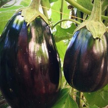  50 Black Beauty Eggplant Seeds - £6.37 GBP