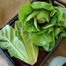 Lettuce Henderson&#39;s Black Seeded Simpson, 250 Seeds R - $14.35