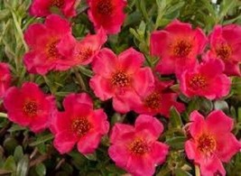 Purslane Rock Ruby Tuesday Flower Seeds Herb Heat, Drought Tolerant Pere... - $9.84