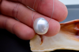 Aa+ Rare South Sea Shining White Cultured Large Size Pearl*Australian - 13.5mm - £50.48 GBP