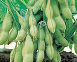 Edamame Seeds  Organic Midori Giant Glycine Max Soybean Japanese Chinese... - £2.75 GBP+