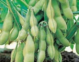 Edamame Seeds  Organic Midori Giant Glycine Max Soybean Japanese Chinese Non-GMO - $3.45+