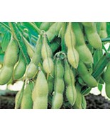 Edamame Seeds  Organic Midori Giant Glycine Max Soybean Japanese Chinese... - £2.76 GBP+