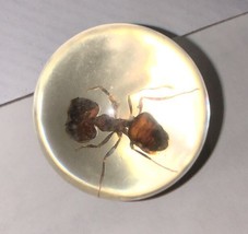 Real Fire Ant Stuck Inside A Marble - $9.42