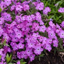 TISSEEDS 50 Rose Sprite Phlox Seeds Flower Perennial Seed Flowers Butterfly 1292 - £7.12 GBP