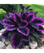 SD 15 Seeds Purple Tip Calathea Couture Flower Indoor Or Outdoor Garden ... - £7.44 GBP