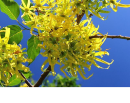 Xo 10 of Ylang ylang flower Cananga odorata Channe, perfume Fragrant Tre... - $9.80