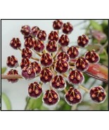 Hoya &#39;Adrift&#39; Rosita in a 4-inch pot - not blooming. Clusters of star-sh... - $34.17 CAD