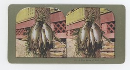 c1900&#39;s Colorized Stereoview A Fine String of Black Bass - £12.42 GBP