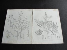 Vintage 1850&#39;s Lithograph- Cercidium Floridum/ Strombocarpa Pubescens, Botany- P - £19.14 GBP