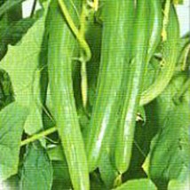 USA SELLER Extra Long Yamato Cucumbers Seeds Fast Shipping - $9.80