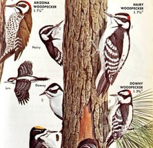 Woodpeckers Birds 5 Different Types 1966 Audubon Antique Art Print ADBN1o - £15.72 GBP