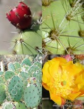 HOT SEEDS Opuntia Littoralis, edible sprawling cactus coastal pricklypea... - £10.30 GBP