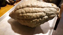 Amish Pie Winter Squash Tennessee Sweet Potato Seeds NON-GMO - £9.95 GBP+