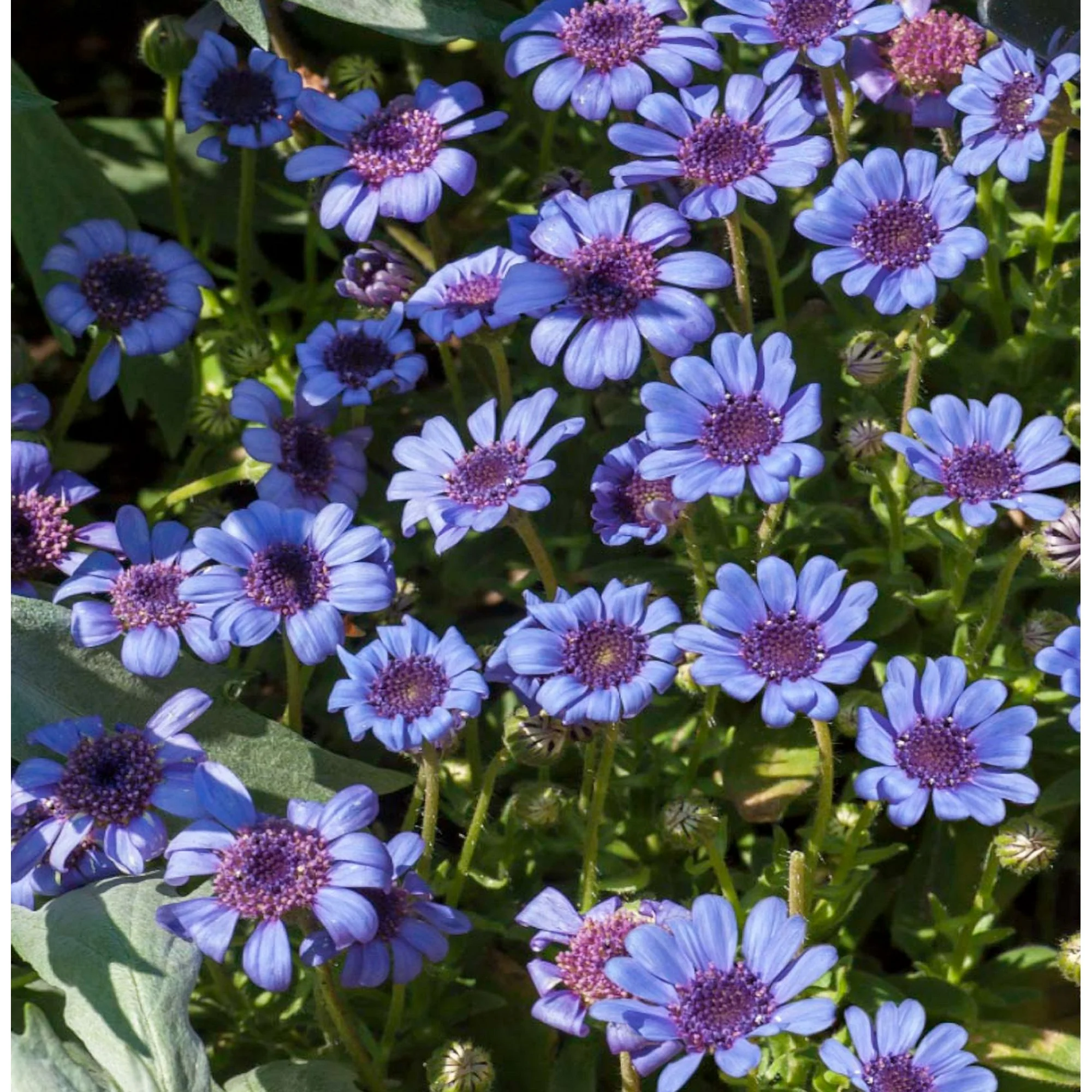 25 Fresh Seeds Blue Daisy (Felicia Heterophylla Blue) - £9.40 GBP